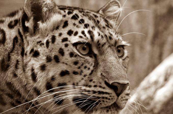 Unmissable at the Zoo of the Jardin des Plantes
