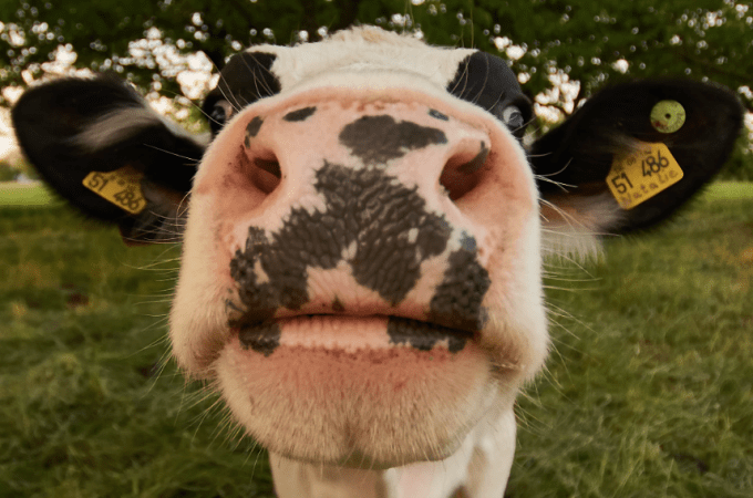 Salon de l'Agriculture : la plus grande ferme de France